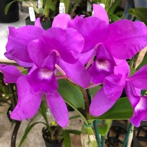 Meet your Posher, Adrianne